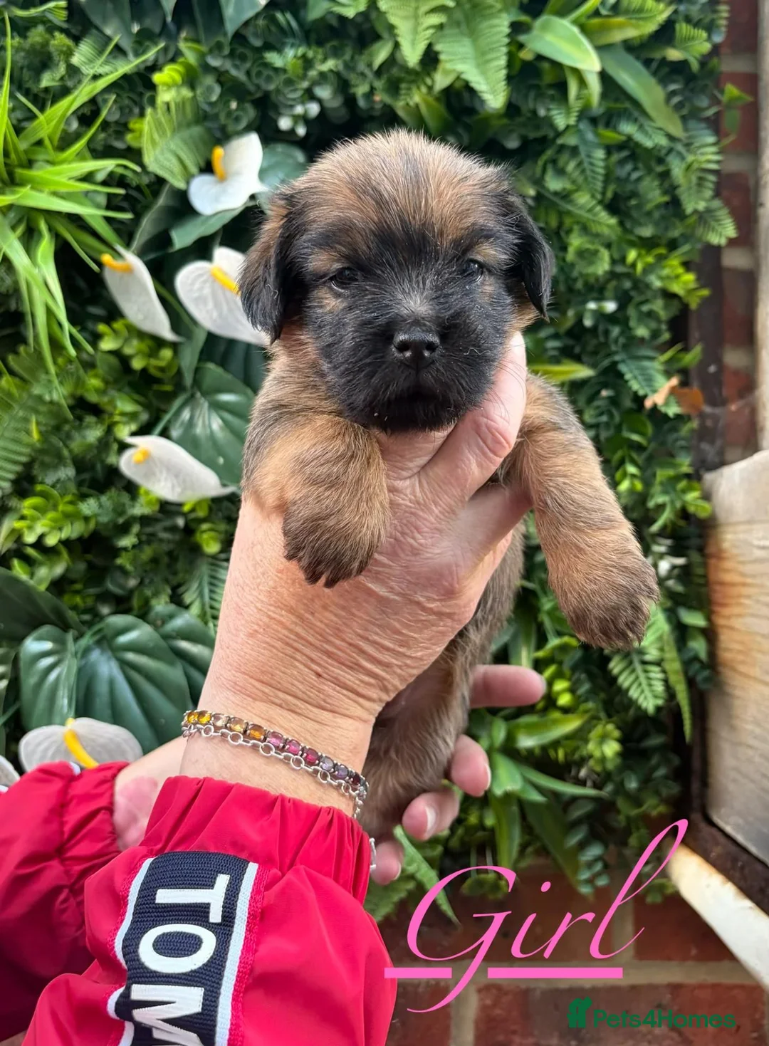 Norfolk Terrier dogs for sale: Northfork terrier puppy's  - Advert 11