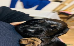 Cocker Spaniel dogs for sale: Beautiful kc registered working cocker spaniels - Image 7