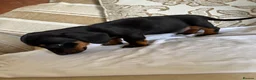 Miniature Dachshund dogs for sale: Beautiful miniature dachshunds - Advert 21
