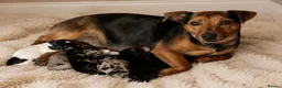 Jack Russell dogs for sale: Beautiful Litter of Jack Russell Puppies  - Advert 25