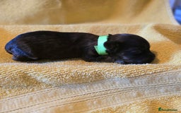 Shihpoo dogs for sale: ADORABLE F1B SHIHPOO PUPPIES! - Image 4