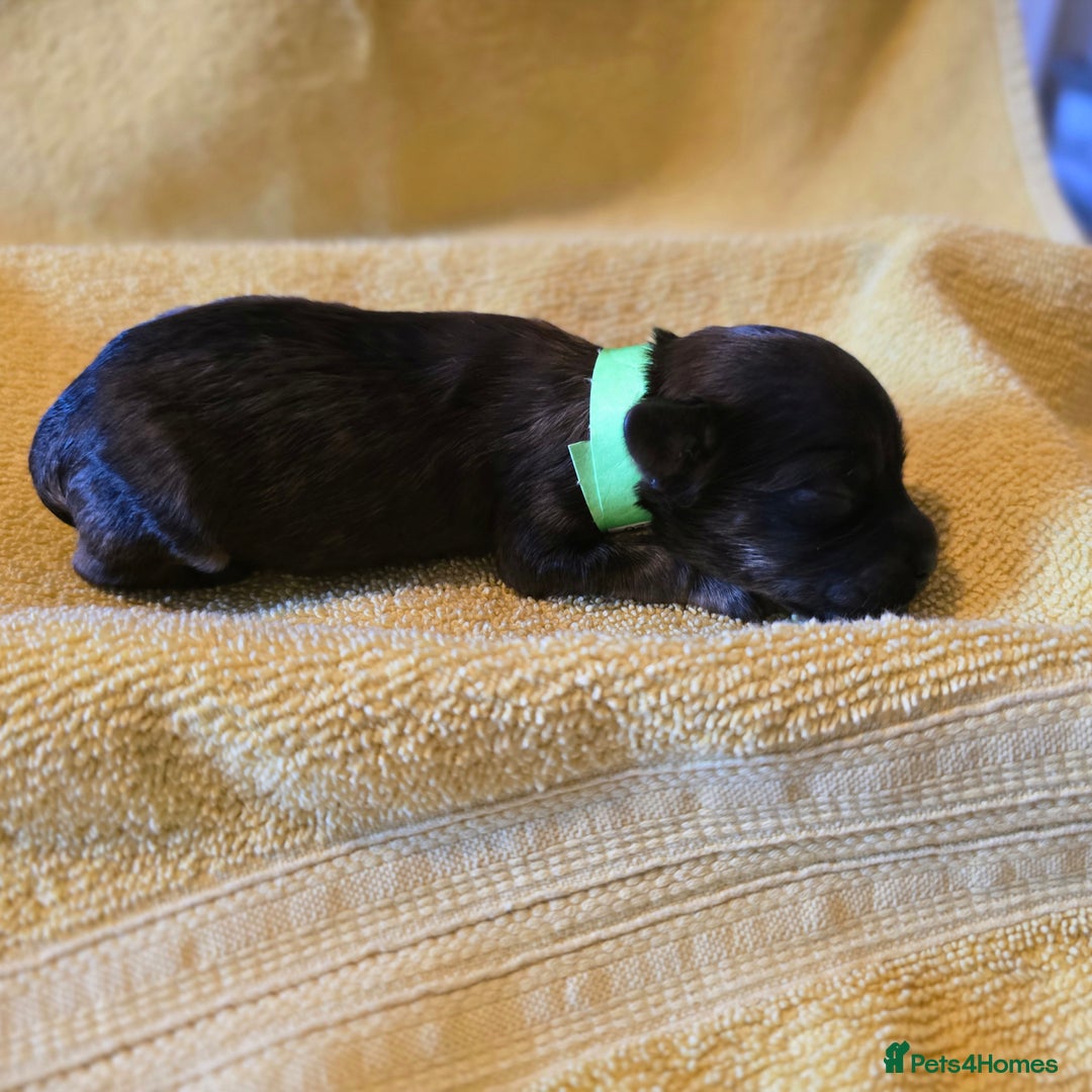 Shihpoo dogs for sale: ADORABLE F1B SHIHPOO PUPPIES! - Image 4