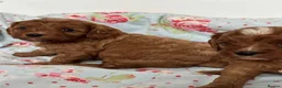 Cavapoo dogs for sale: Stunning red toy’s- Health Tested - KC parents - Advert 13