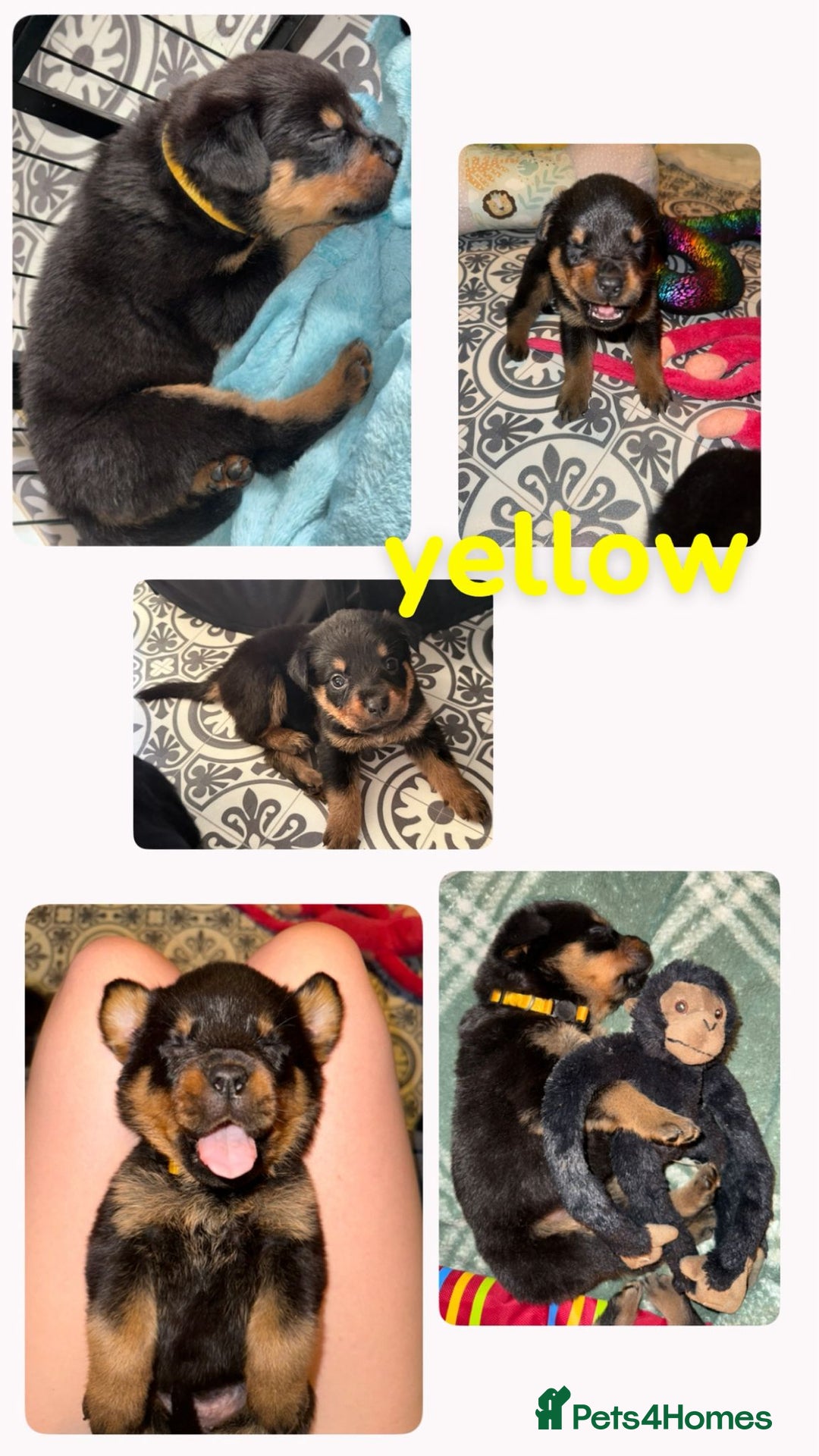 Rottweiler dogs for sale: Rottweiler Champion bloodline  - Image 13