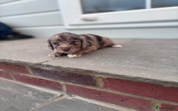 Cocker Spaniel dogs for sale: Working cocker spaniel puppies  - Image 8