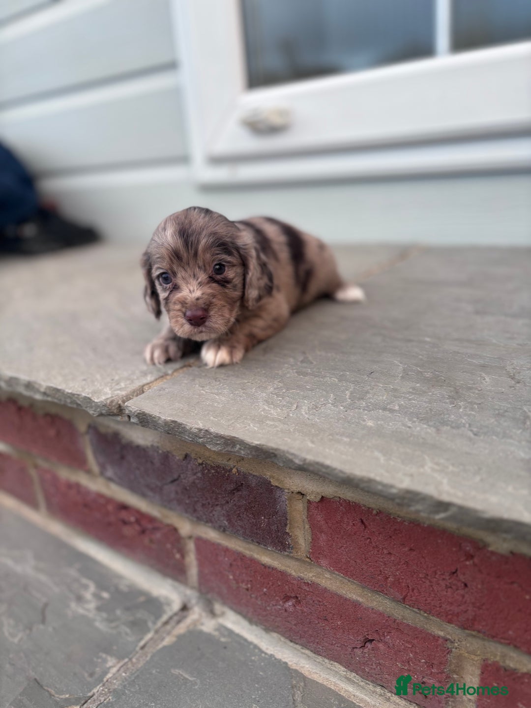 Cocker Spaniel dogs for sale: Working cocker spaniel puppies  - Image 8