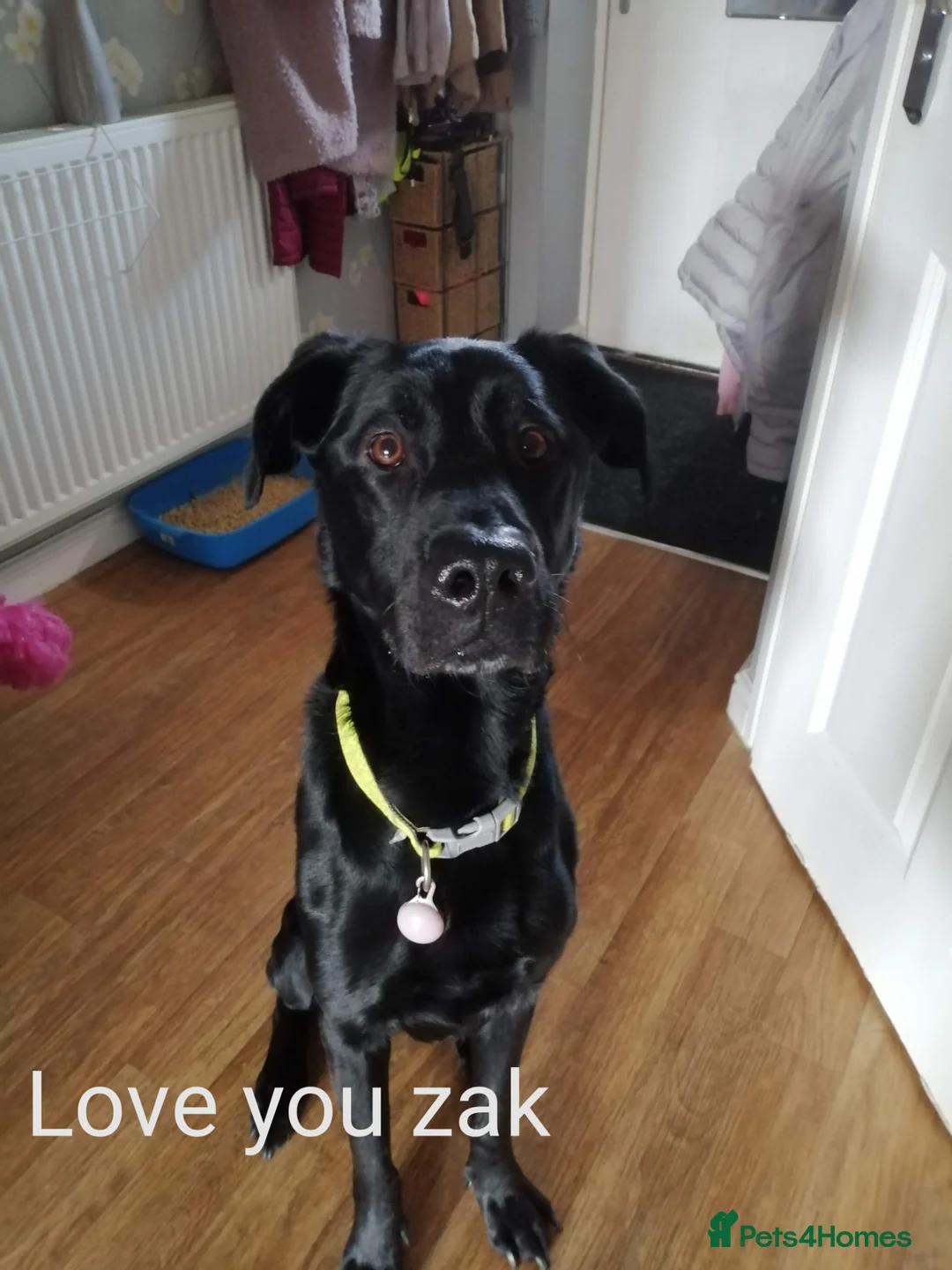 Sheprador dogs for sale: Labrador x German shepherd  - Advert 2