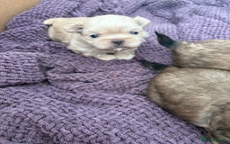 Shih Tzu dogs for sale: Imperial Shihtzu  - Image 8