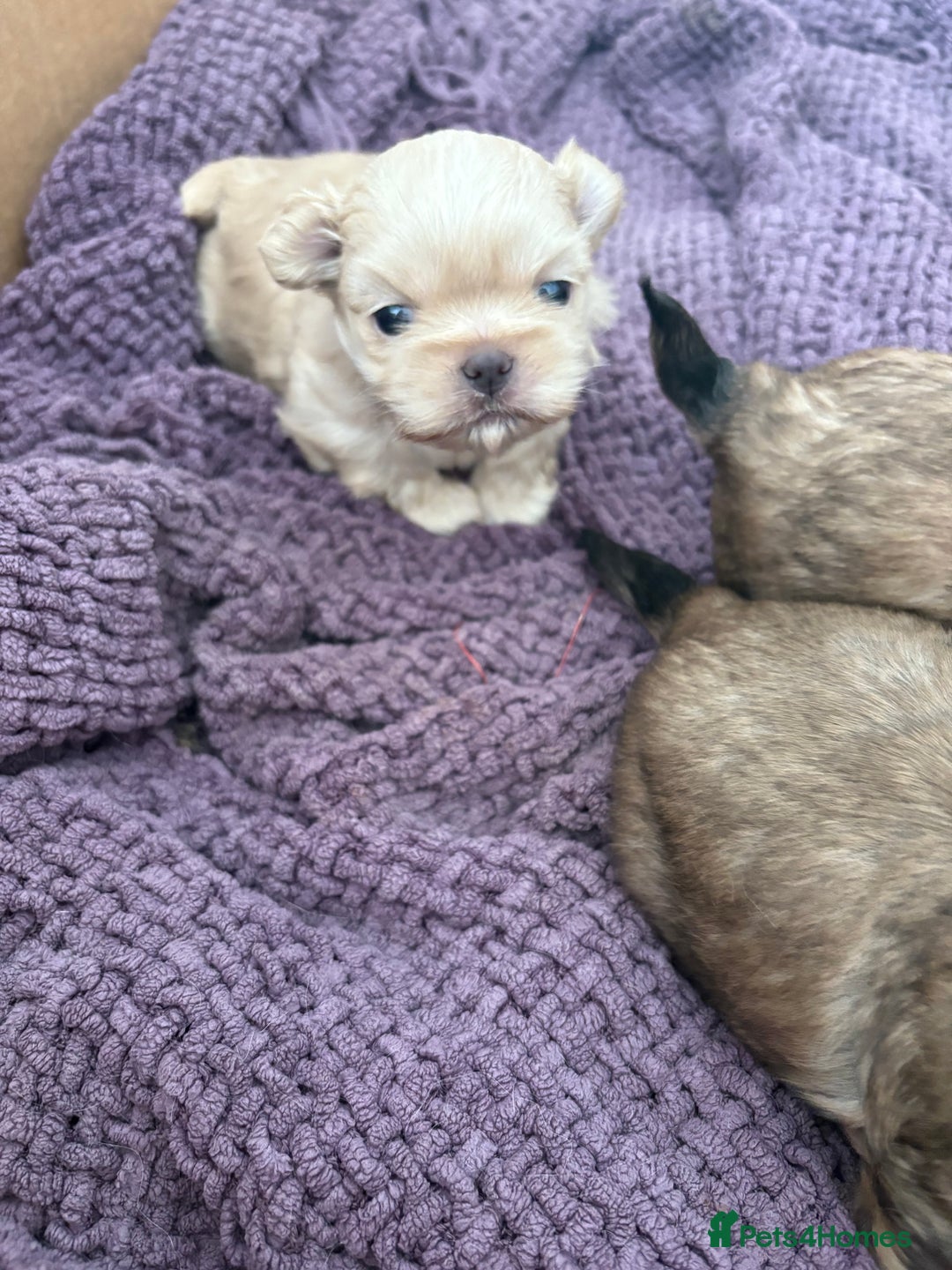 Shih Tzu dogs for sale: Imperial Shihtzu  - Image 8