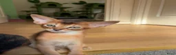 Abyssinian cats for sale: TICA 5* pedigree Abyssinian Kittens  - Advert 10