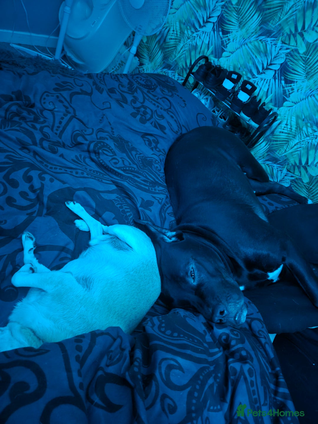 Mixed Breed dogs for sale: 1yr old female cane corso cross - Advert 4