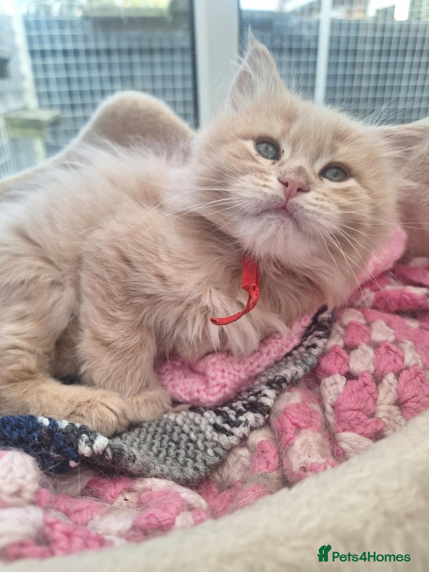 Maine Coon cats Mainecoon kittens  - Advert 5
