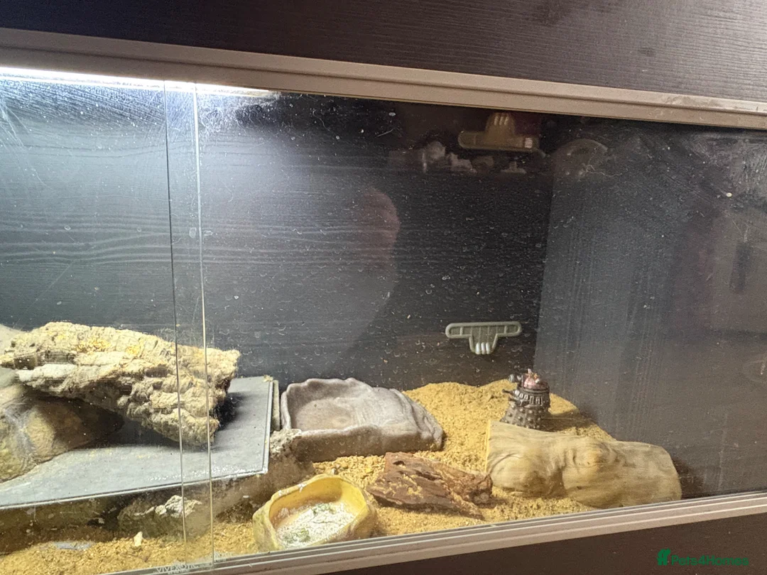 Bearded Dragon reptiles for sale: Elmo the one year old beardie in Preston - Advert 5