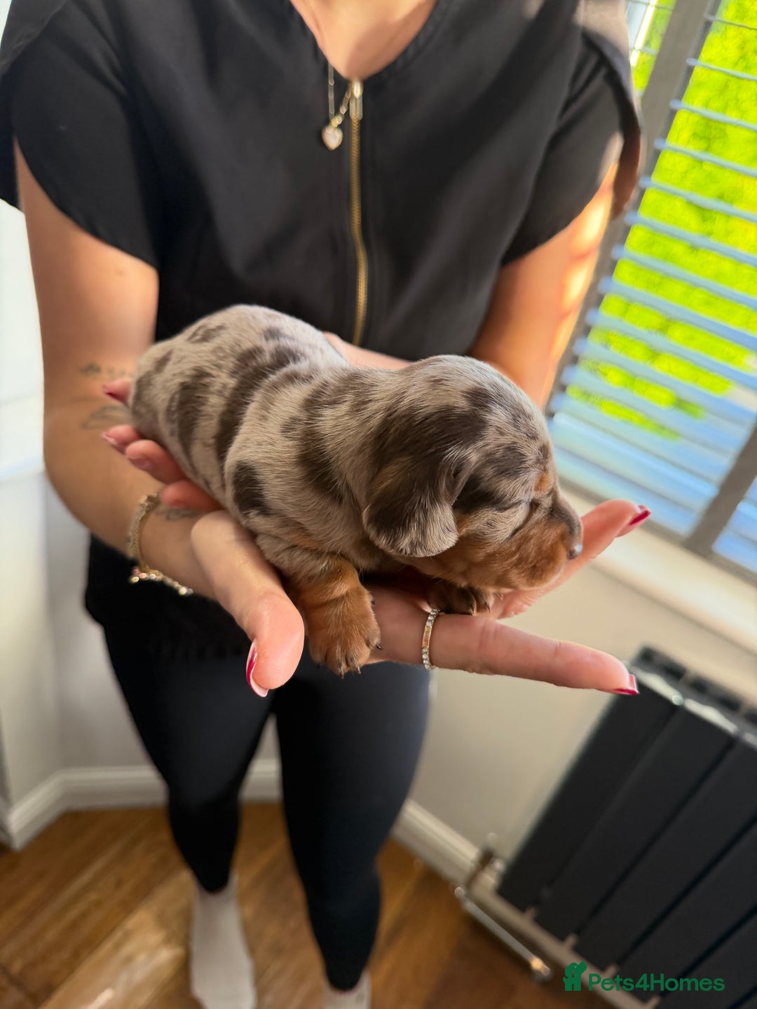 Miniature Dachshund dogs for sale: KC reg Miniature Dachshunds available 24thDecember - Advert 12