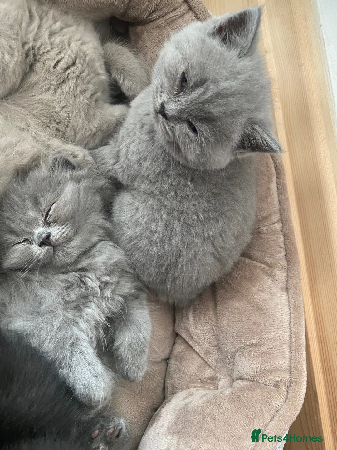 British Longhair cats for sale: British long hair  in Bradford - Advert 2