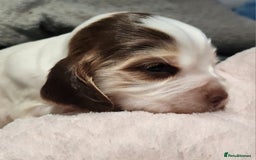 Cocker Spaniel dogs for sale: READY NOW last girl (show type cockers) - Image 5