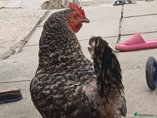 Chickens poultry - Advert 31