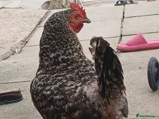 Chickens poultry These are all different breeds - Advert 9