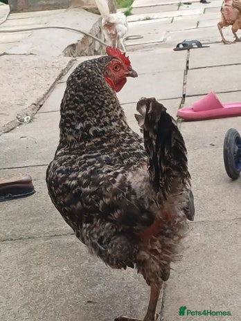 Chickens poultry - Advert 1