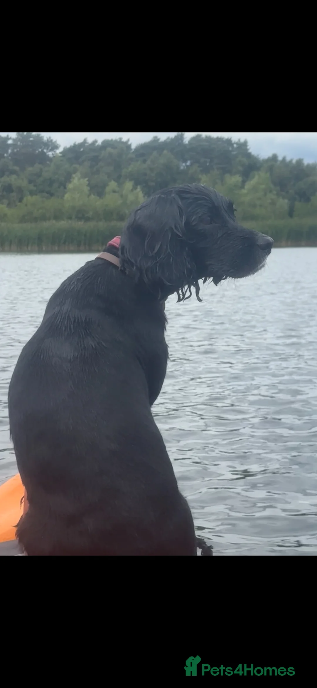 Cockerdor dogs for sale: Adorable Cocker Spaniel x Labrador - Advert 1
