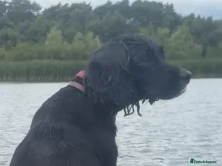 Cockerdor dogs Adorable Cocker Spaniel x Labrador - Advert 1