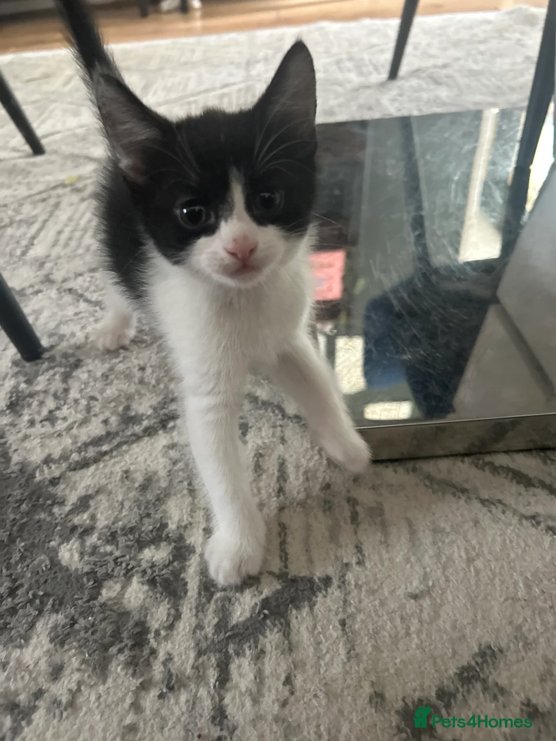Mixed Breed cats for sale: Mixed breed  - Advert 1