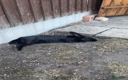 Harlequin rabbits for sale: Two male Rabbits - Image 6