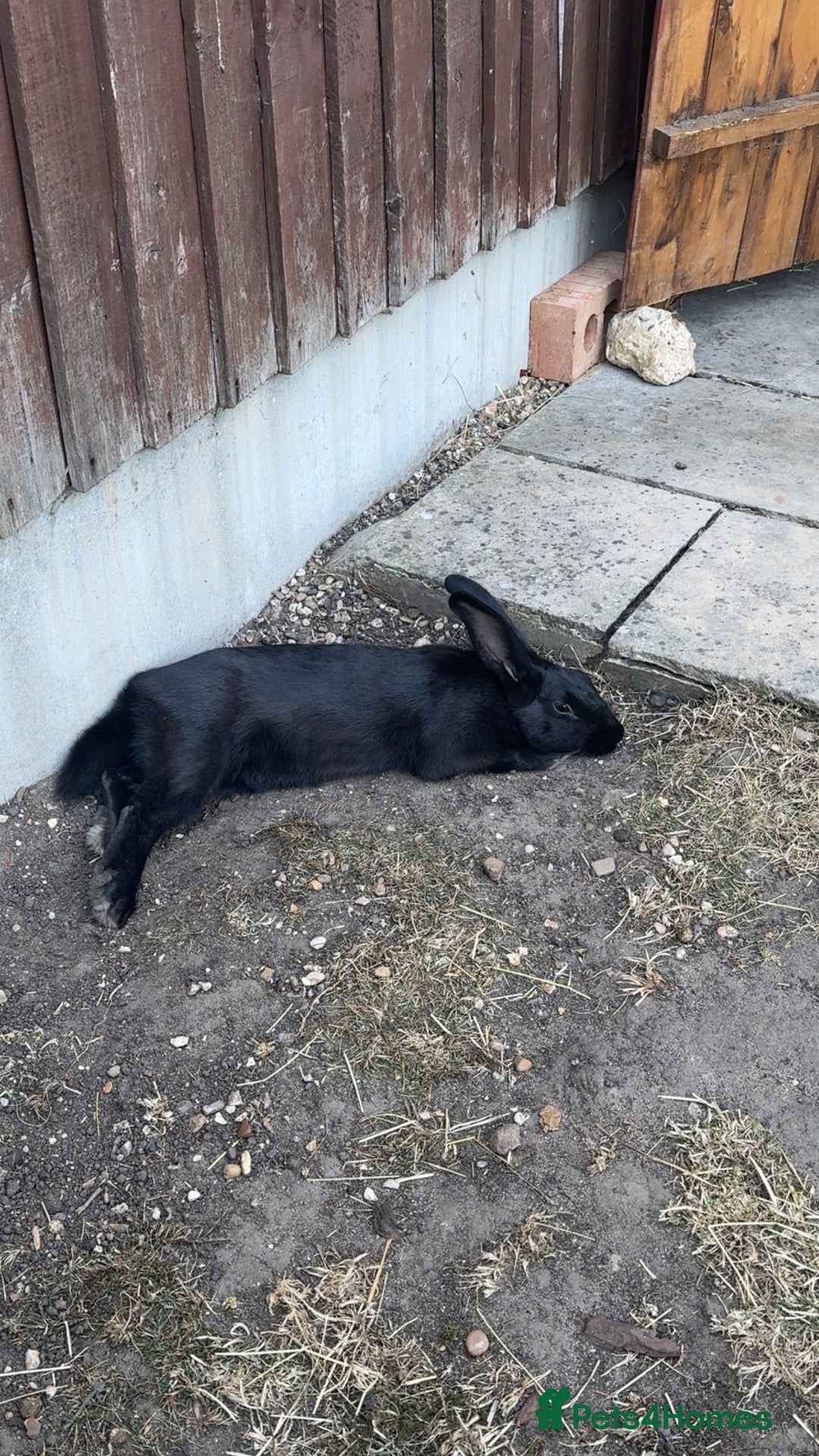 Harlequin rabbits for sale: Two male Rabbits - Image 6