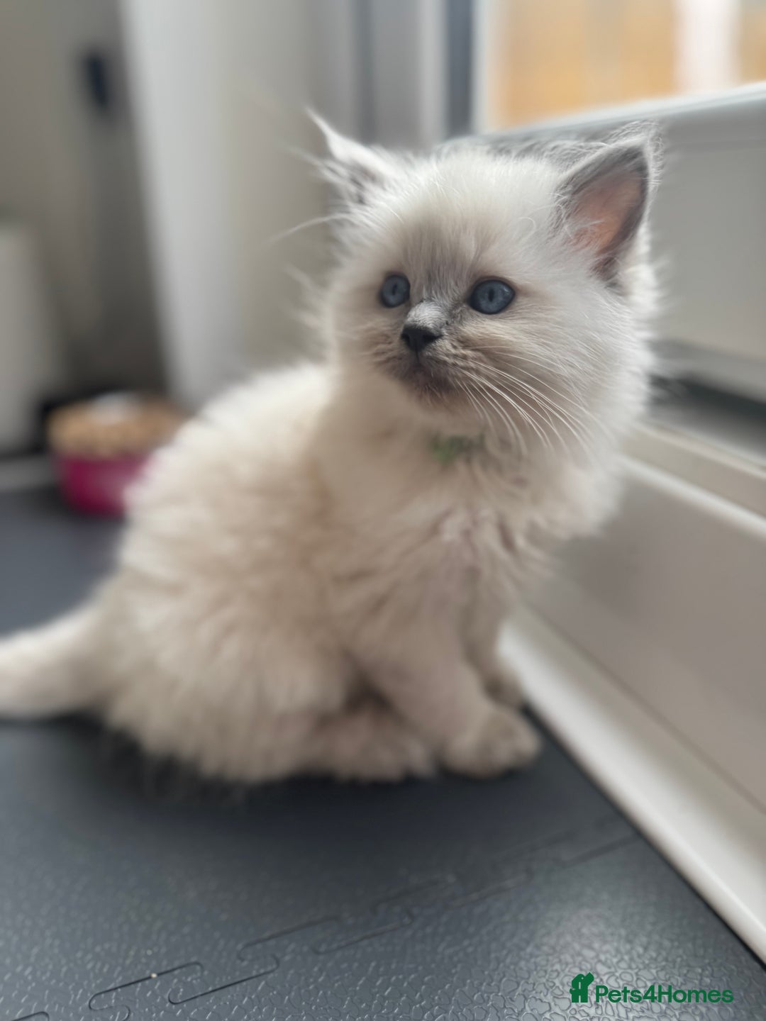 Ragdoll cats for sale: Adorable Ragdoll Kittens Seeking Forever Homes - Image 26