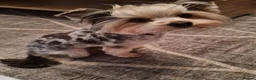 Yorkshire Terrier dogs for sale: Looking for Her Forever Home in Edinburgh - Advert 1