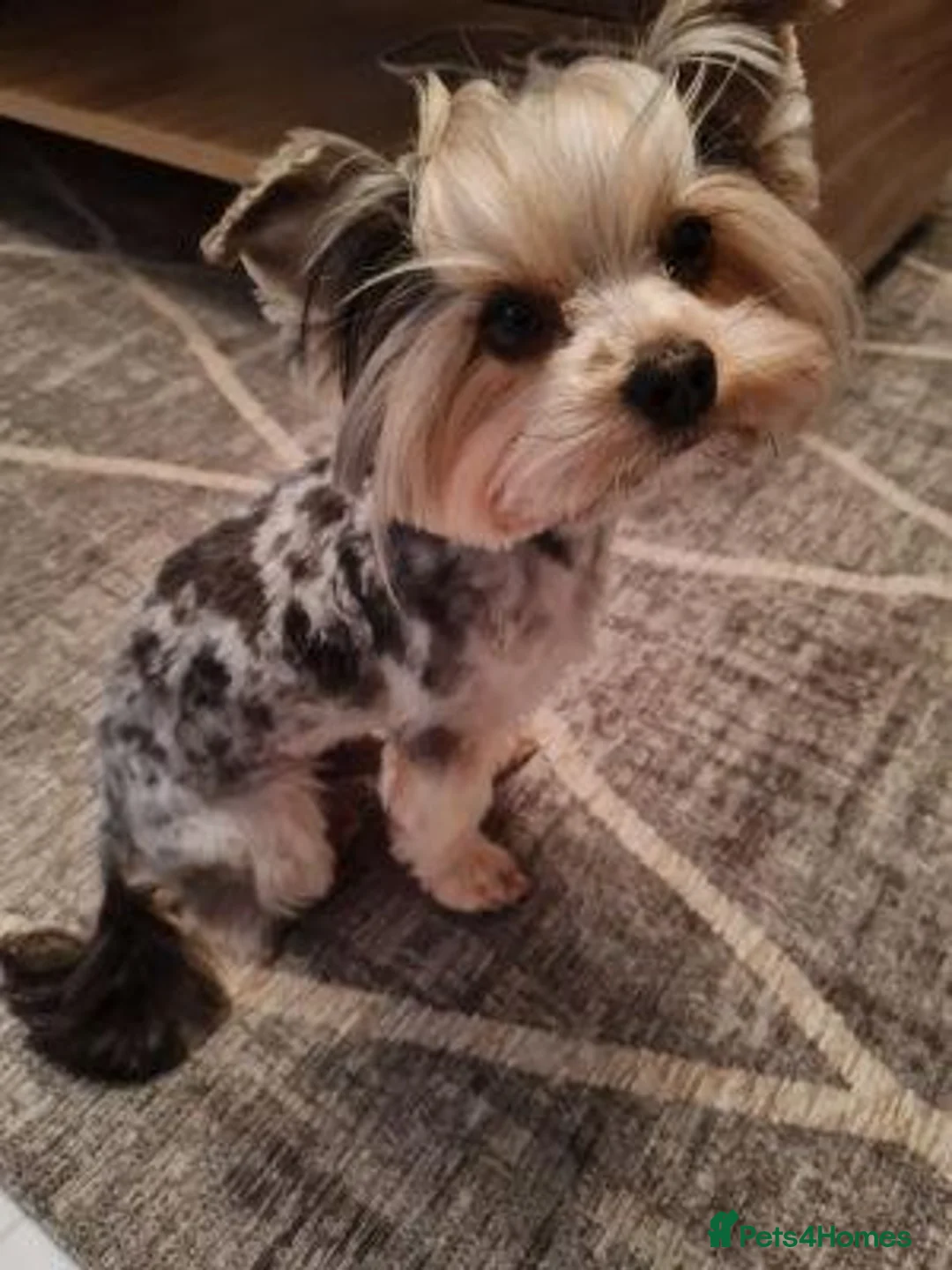 Yorkshire Terrier dogs for sale: Looking for Her Forever Home in Edinburgh - Advert 1