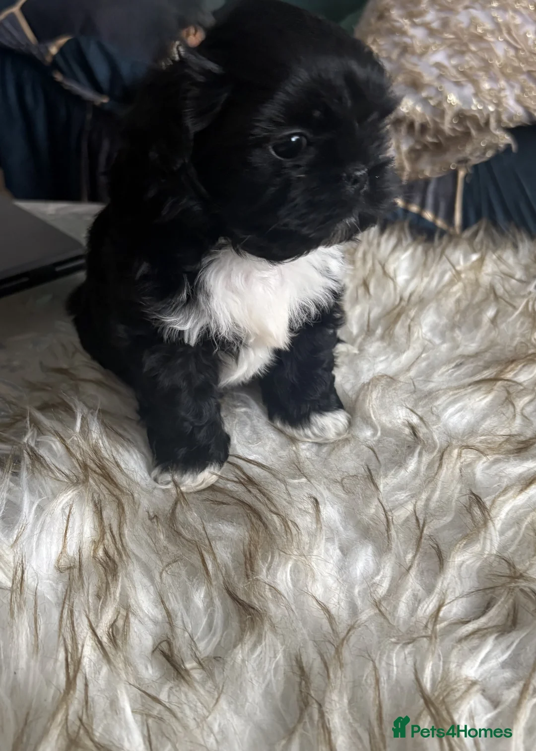 Shih Tzu dogs for sale: 3 Beautiful Puppys - Advert 6