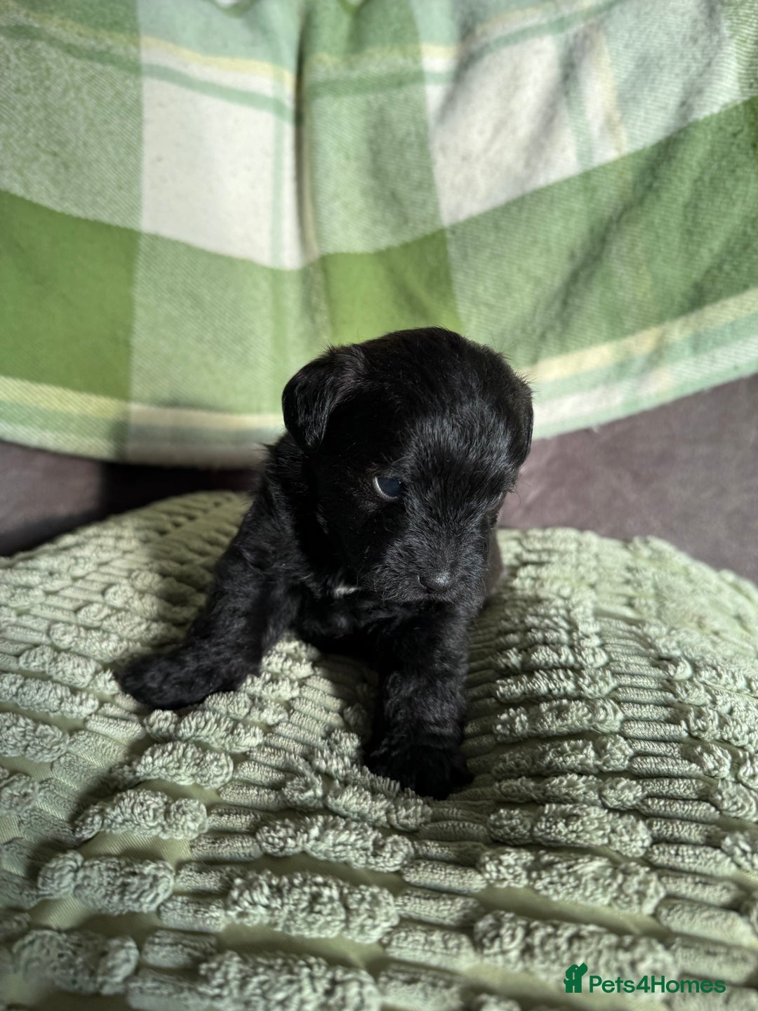 Jackapoo dogs for sale: Jackapoo puppies  - Advert 9