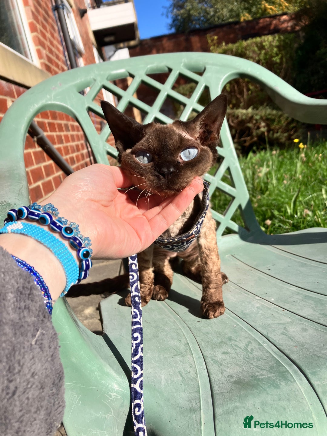 Devon Rex cats for sale: GCCF Registered Young Adult Females - Advert 20