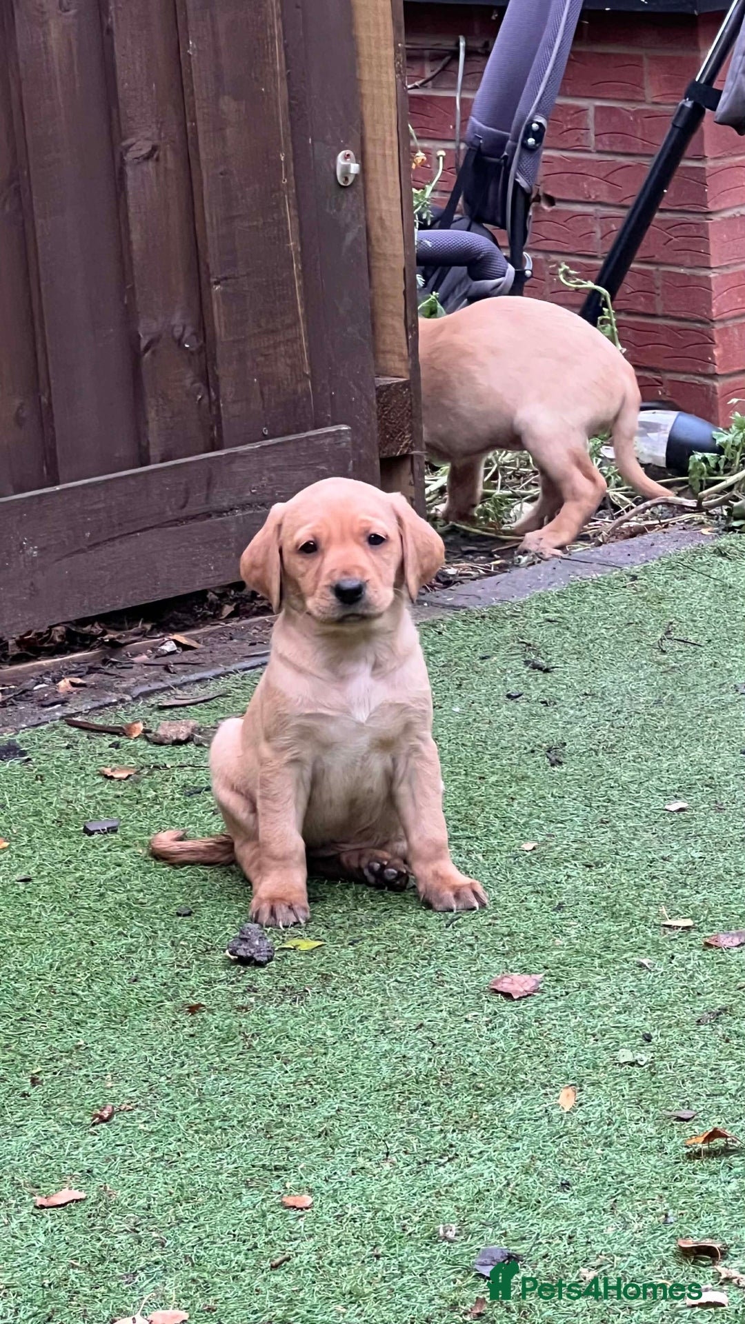 Labrador Retriever dogs for sale: Beautiful Labradors. Ready to go! - Advert 19