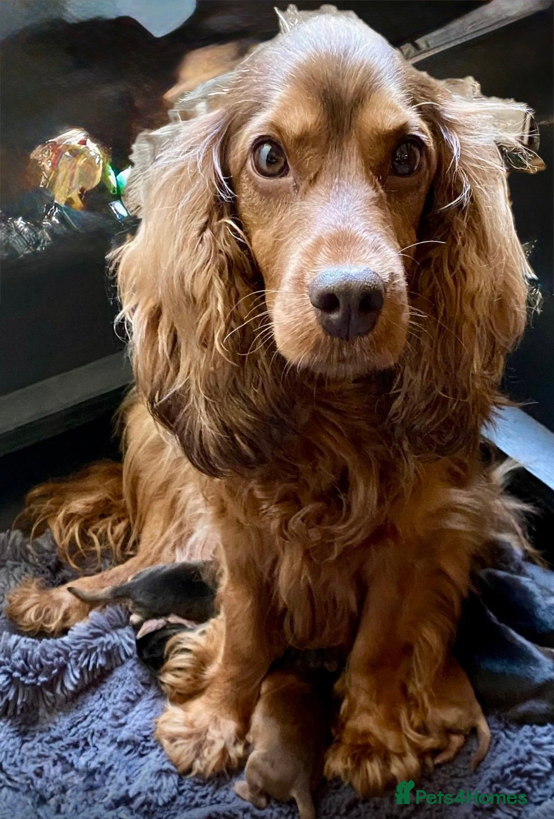 Cocker Spaniel dogs for sale: Dark Sable Cocker Spaniel Pups - Image 7