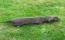 Miniature Dachshund dogs for sale: Kc Reg Long Haired Miniture Dachshund Puppies - Image 25