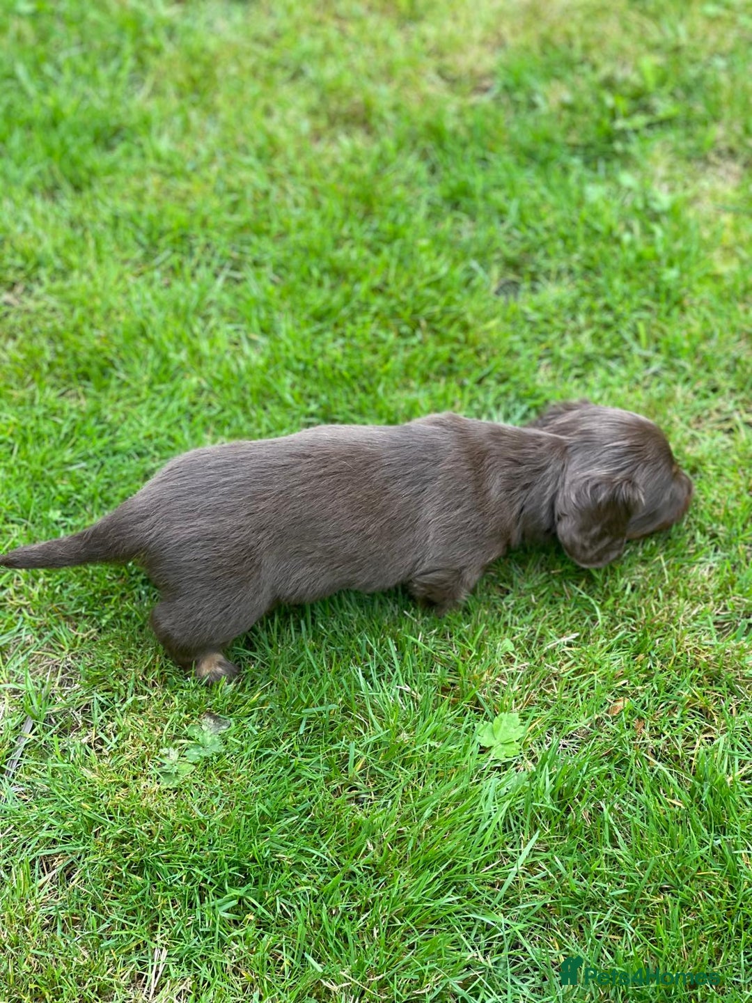 Miniature Dachshund dogs for sale: Kc Reg Long Haired Miniture Dachshund Puppies - Image 25