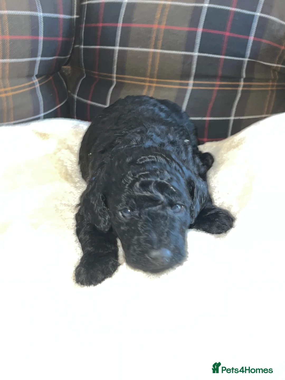 Poodle dogs for sale: 🐶🐶🐶TOY POODLES for sale🐶🐶🐶 - Advert 37