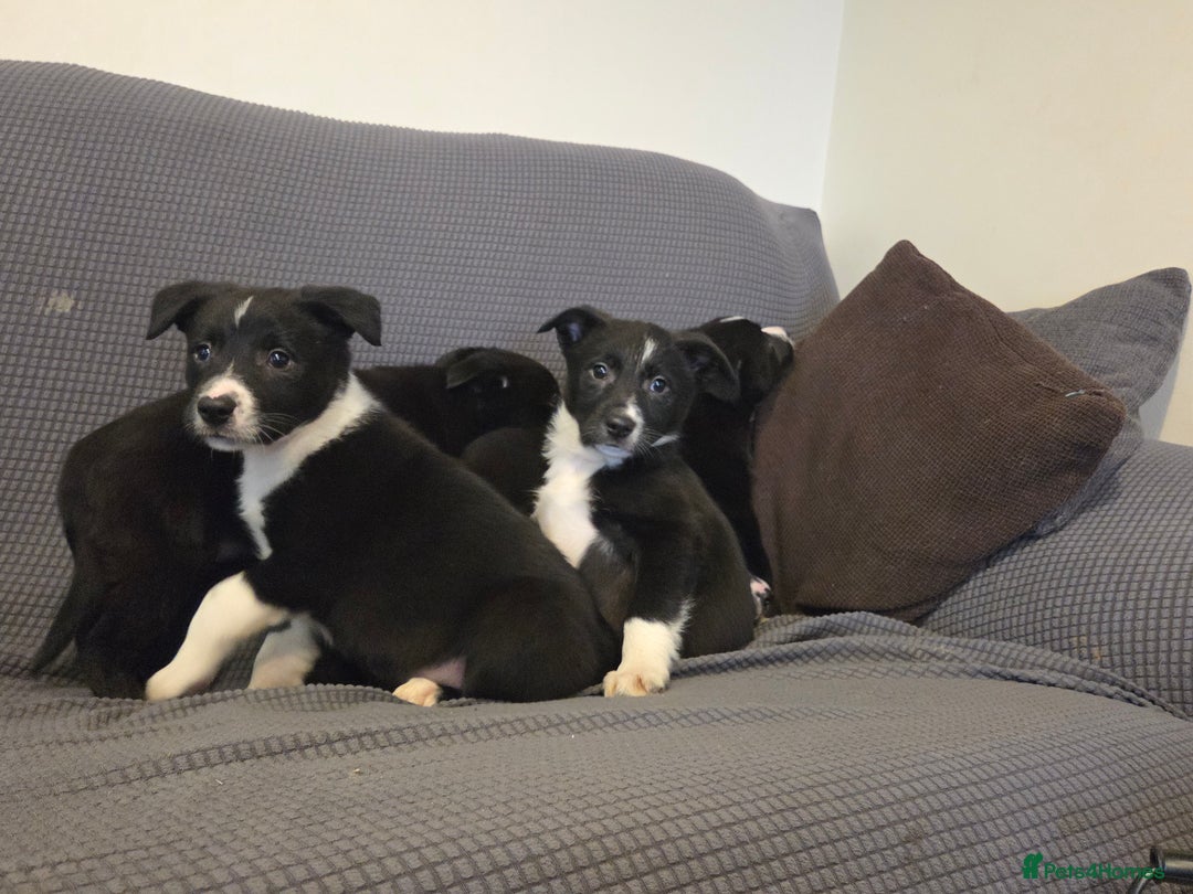 Australian Kelpie dogs for sale: Kelpie x pups - Advert 9
