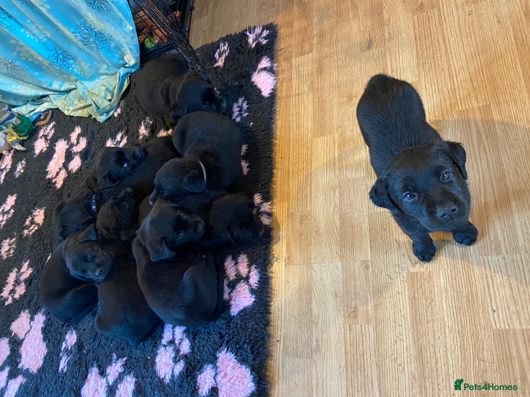 Labrador Retriever dogs for sale: 10 Beautiful black Labrador puppies - Image 24