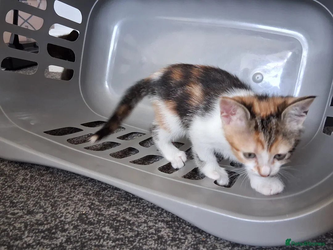 Mixed Breed cats for sale: Litter of 7 ready to leave - Advert 2