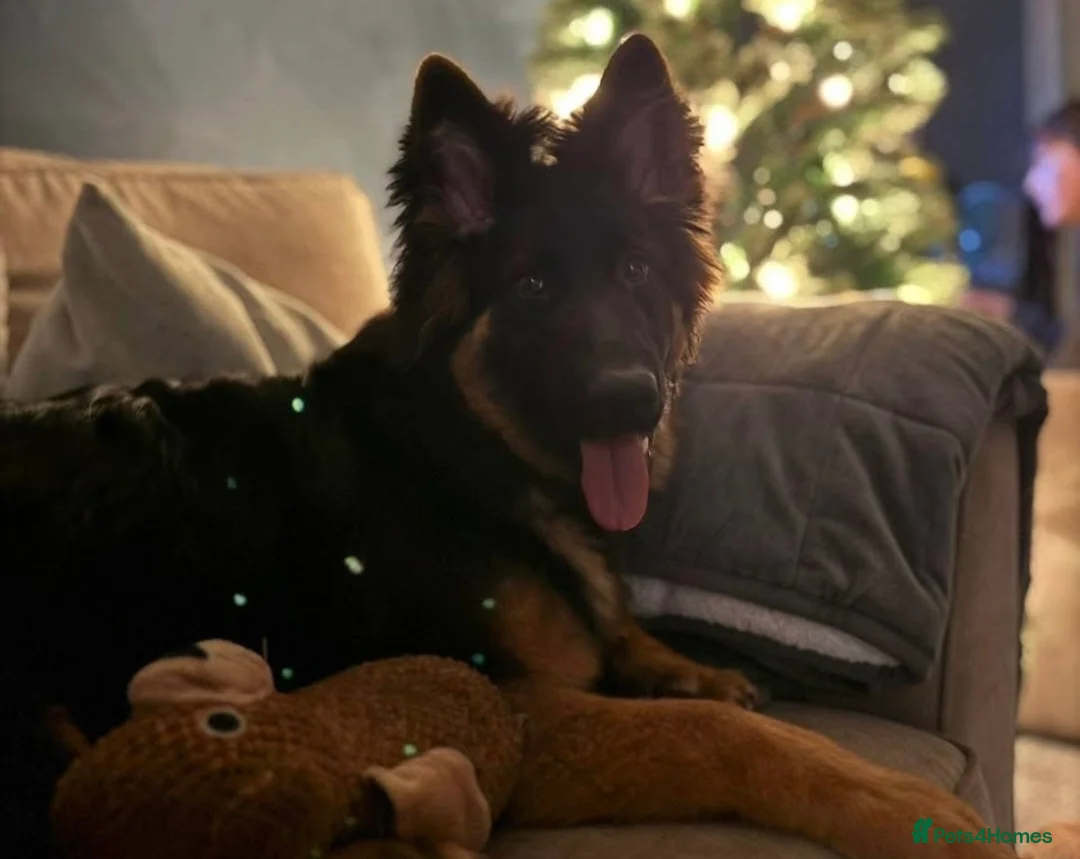 German Shepherd dogs for stud: PROVEN German shepherd for stud  in Bexhill-on-Sea - Advert 22