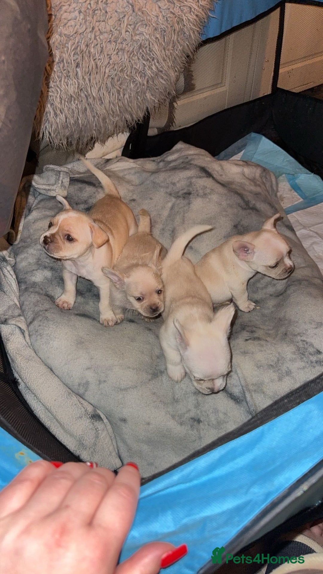 Mixed Breed dogs for sale: French bulldog cross border terrier puppies in Taunton - Advert 3