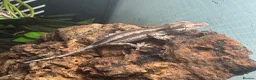 Gecko reptiles for sale: Mix gargle gecko babies  in Wigan - Advert 5