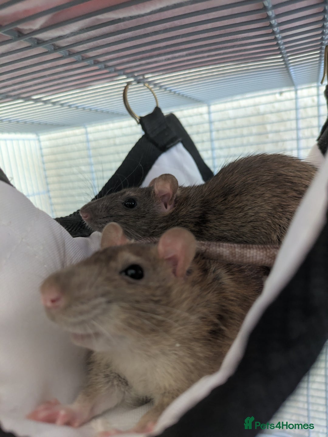Rat rodents for sale: 2 Male Adult Rats for adoption - Advert 1