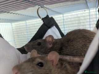 Rat rodents 2 Male Adult Rats for adoption - Advert 1