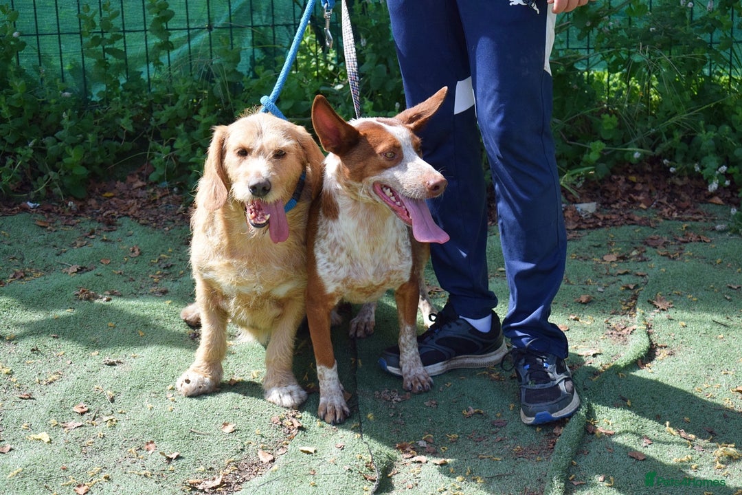 Ibizan Hound dogs for adoption: Fly   - Image 9