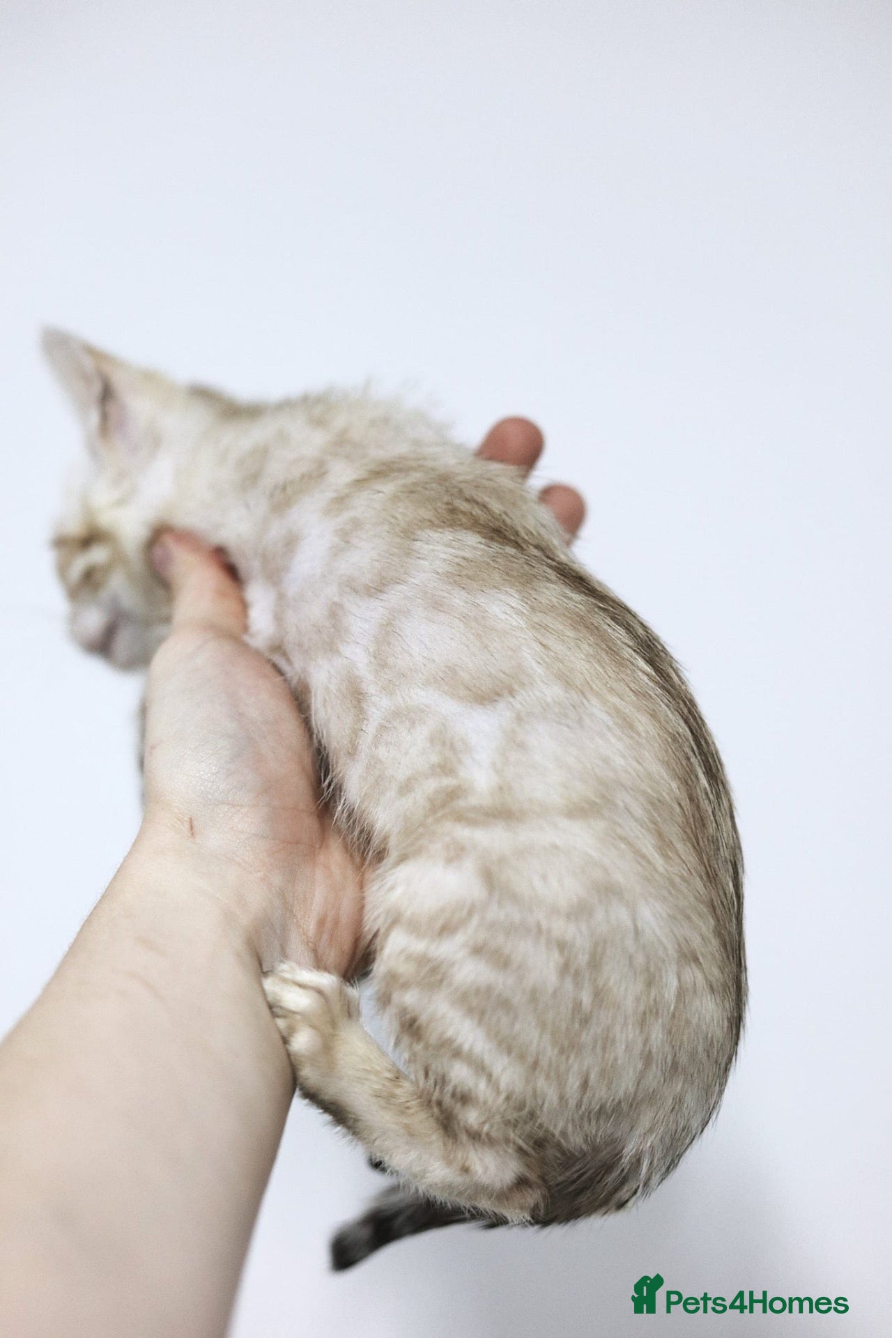 Bengal cats TICA REGISTERED SNOW BENGAL - Advert 1