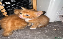 Mixed Breed cats for sale: Main coon mix kittens - Image 14